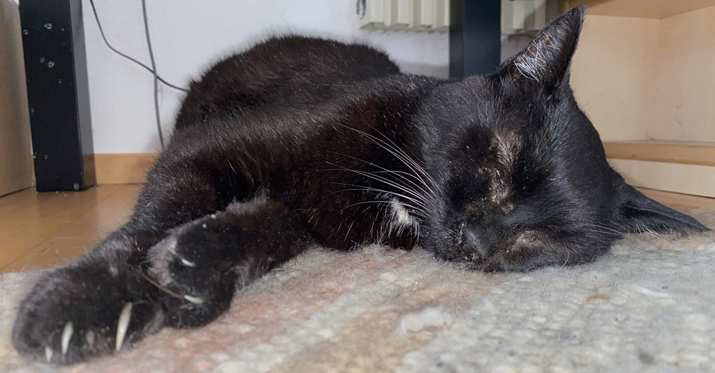 Fritzi in seinem geliebten zuhause