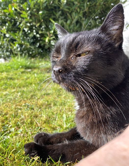 Fritzi das letztemal im Garten